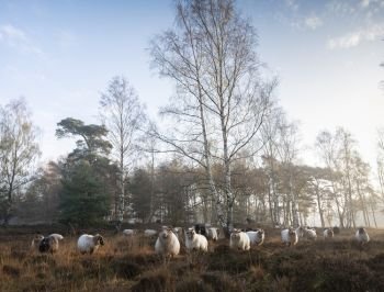 flock of dutch sheep on early morning autumnal heath near utrecht in warm sunlight in holland