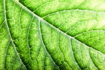 Green Leaf Background. Color image.