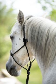 horse with ethological halter in the nature