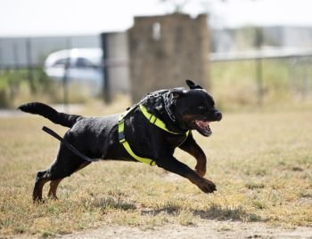 training of police dog with assailant in nature