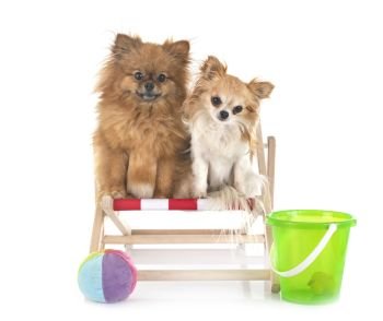 young pomeranian and chihuahua in front of white background