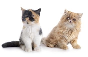 persian kitten and exotic shorthair  in front of white background