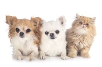 persian kitten and chihuahuas in front of white background
