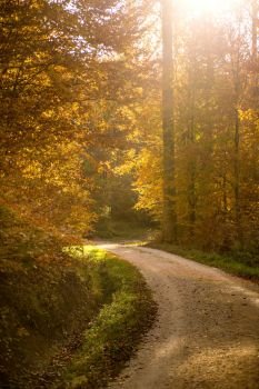 Forest in autumn with way and sun rays