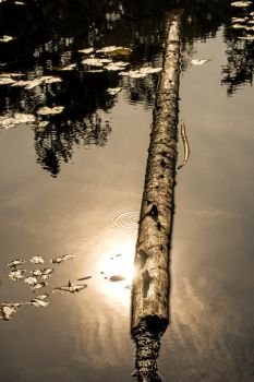 pond with swimming tree trunk in back light