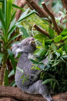 Koala on a branch of eucalyptus tree