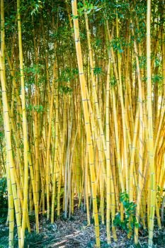 Bamboo sprouts forest. bamboo plant