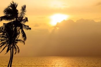 Golden sunset over the ocean. Against the sky the dark silhouette of a coconut tree.