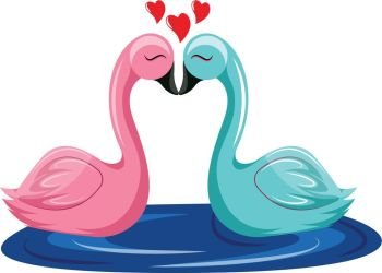 Pink and blue swan kissing in the water vector illustration on white background.