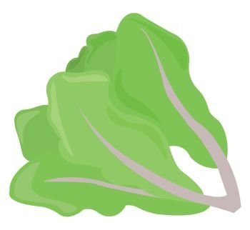 Lettuce, illustration, vector on white background.