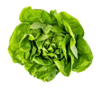 green butter lettuce vegetable or salad isolated on white background. green butter lettuce
