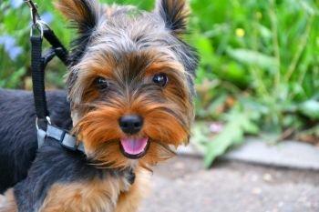 Dog breed Yorkshire Terrier on a walk in the summer morning