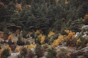 Autumn landscape. Beautiful autumnal mountainous forest. Beauty of a wild nature. Season specific in the mountains. Abstract natural background.. Beautiful autumn mountain forest landscape