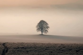 Silhouette of a tree in a field. Generative AI.