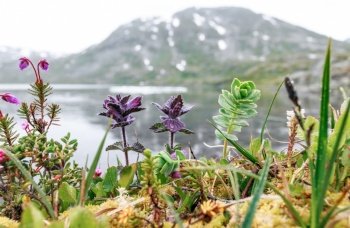 Arctic Tundra flowers. Beautiful Nature Norway natural landscape.