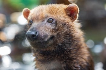 Bush dog (Speothos venaticus) in nature. Bush dogs are found from Panama in Central America, through much of South America.