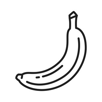 Ripe banana in peel isolated thin line icon. Vector juicy nutrition banana, healthy organic eating, tasty summer snack. Whole exotic tropical palm fruit. Banana exotic food dessert healthy summer food