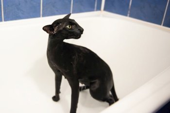 Black oriental wet cat washing in bath
