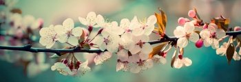 Horizontal image with cherry blossom, sakura. Generative AI