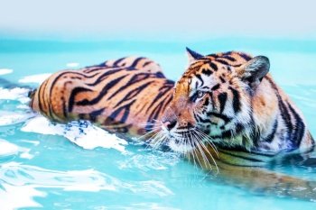 A tiger is lying in the swimming pool. Tiger is lying in pool