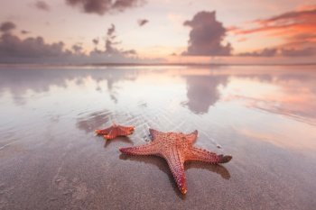 Two starfish on beach at sunset as summer vacation symbol. Two starfish on beach