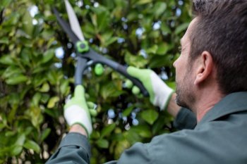 man is cutting hedge in the park