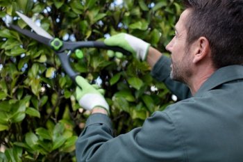 gardener with hedge trimmer shaping wall of thujas
