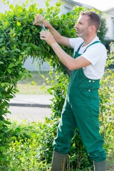 a male gardener is prunning the hedge