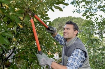 Man pruning tree with secateurs