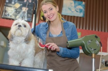 beautiful blonde dog groomer at work