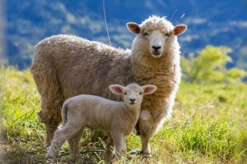 Sheeps in green mountain meadow, rural scene 