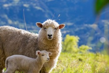Sheeps in green mountain meadow, rural scene