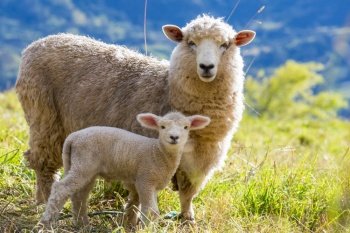 Sheeps in green mountain meadow, rural scene