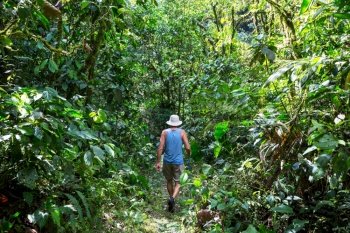 Hike in jungle in the Belize