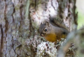 Wild squirrel in the forest close up