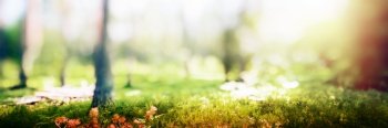 Forest bokeh nature background. Trees and plants panorama. Forest bokeh nature background