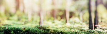 Forest bokeh nature background. Trees and plants panorama. Forest bokeh nature background