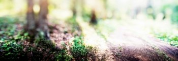 Forest blur panorama beautiful background : trees and plants. Forest blur panorama beautiful background