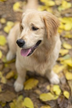 A DOG CHEERFULLY SITTING ON DRIED LEAVES AND LOOKING AWAY