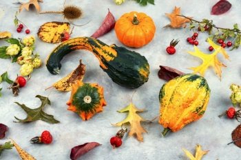 Decorative autumn pumpkins and beautiful autumn leaves.. Autumn herbarium and pumpkins