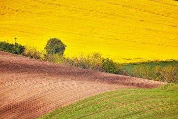 Amazing green and yellow rape spring fields Landscape. Agriculture Rural scene. Czech Moravia colza canola farmland bloom. Sunny waving hills. Minimalistic nature background.