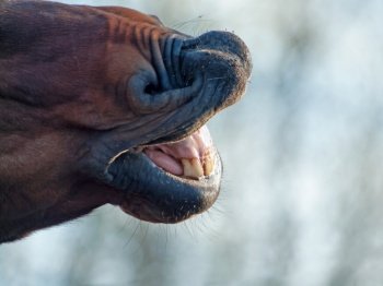 motion portrait of sniffing bay stallion. close up