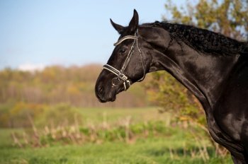 portrait of beautiful black horse  posing in meadow at evening. spring time.