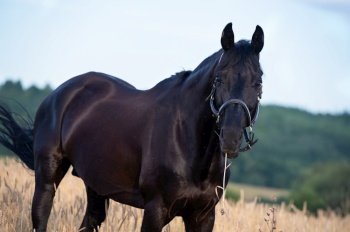  portrait of beautiful black  sportive stallion posing  on wheat field at evening
