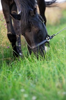 portrait of beautiful black horse grazing in field. close up. cloudy day
