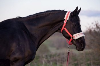 art portrait of beautiful black horse posing at evening. close up. 