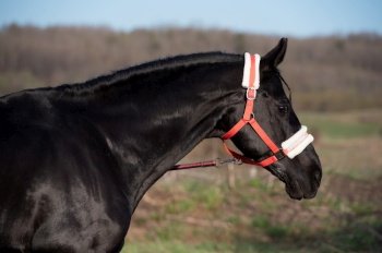 portrait of beautiful black horse posing in field. spring time. close up