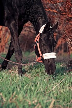 portrait of beautiful black horse grazing in field. spring time. close up