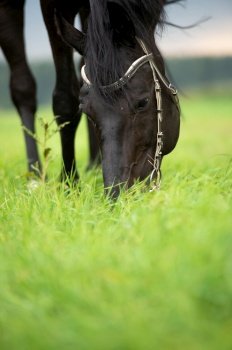 portrait of grazing black horse in the field. cloudy , raining summer day