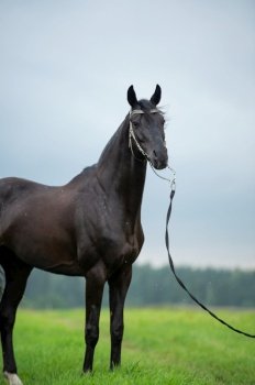  black horse posing in the cloudy  field. raining summer day